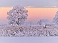 Zwanen in een sprookjeswereld.