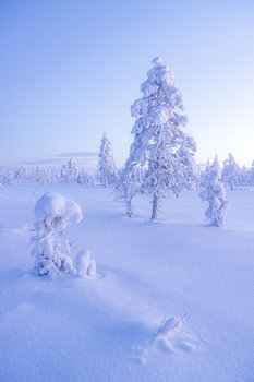 Toundra arctique