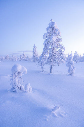 Toundra arctique
