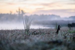 grassen in de mist van Tania Perneel