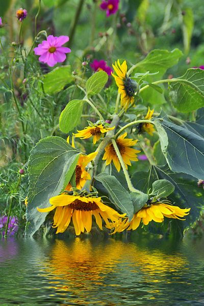 Fin de la saison des tournesols par Edgar Schermaul
