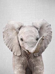 Baby Elephant