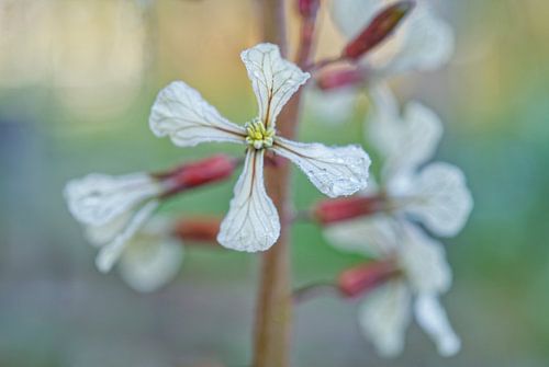 Macro fleur de roquette en pastel