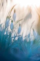 snowdrop