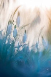 Schneeglöckchen von jowan iven