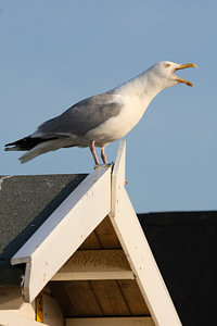Krijsende meeuw op strandhuis