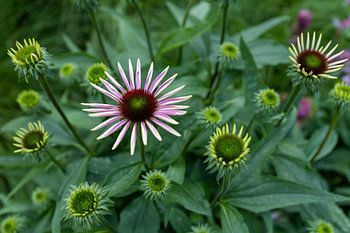 Sunflower or Echinacea, beautiful flower both in bud and in bloom