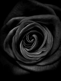 Black Rose by The White Rabbit
