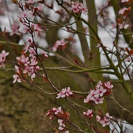 Fleur de cerisier japonais rose sur Jolanda de Jong-Jansen