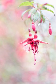 Beautiful Fuchsia