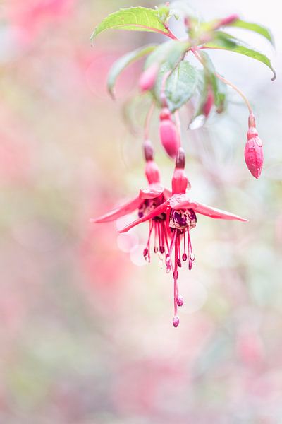 Magnifique Fuchsia par Bob Daalder