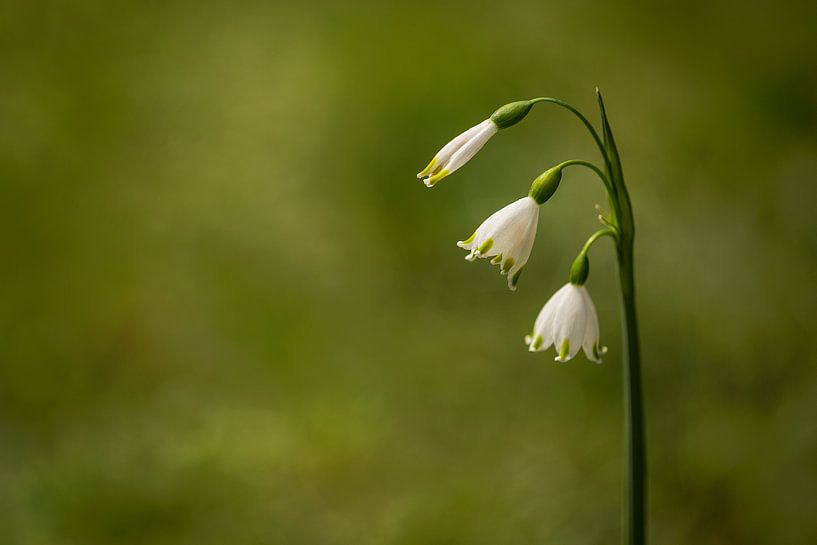 Sommerglocke (Leucojum aestivum) von Carola Schellekens