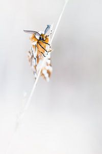Zeldzame gevlamde vlinder van Danny Slijfer Natuurfotografie