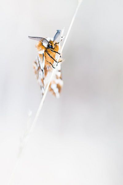 Rare flamed butterfly by Danny Slijfer Natuurfotografie