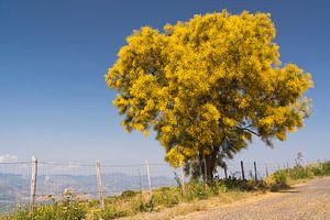 Blühender Ginster gegen den blauen Himmel. von Adri Vollenhouw