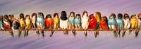 All the colourful birds
