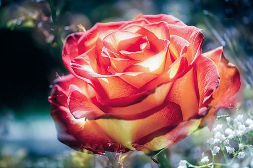 Rosenblüte von der Sonne geküsst von Nicc Koch