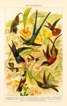 Vintage educational plate Hummingbirds by Studio Wunderkammer