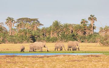 Gruppe von Elefanten, die am Rande eines Sumpfes in Kenia spazieren von Nature in Stock