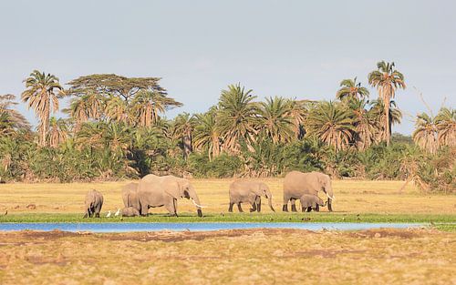 African Elephant (Loxodonta africana) family group browsing along the edge of a swamp in Amboseli Na