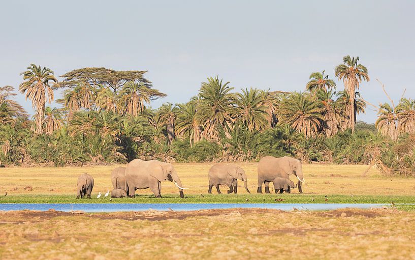 Groep olifanten lopend langs de rand van een moeras in Kenia van Nature in Stock