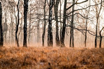 Golden Silence Sunlight in an Autumn Forest Griendtsveen the Peel by Femke Ketelaar