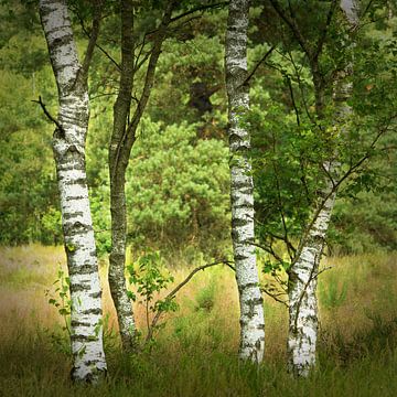 Four birches by Gerard Stasse Fotografie