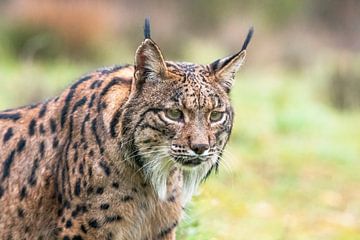 lynx ibérique  Lynx pardinus