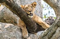 Leeuwin / Afrikaans landschap / Natuurfotografie / Oeganda van Jikke Patist thumbnail