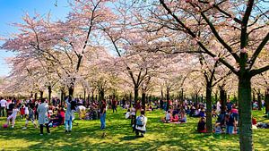 Blossom park in Amsterdam forest