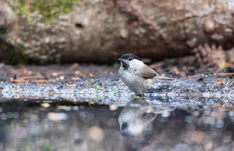 blackcap at Lemele by Merijn Loch