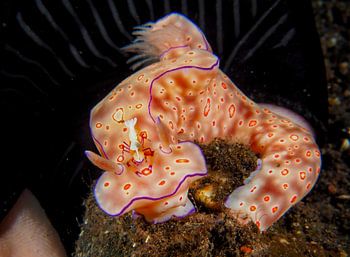 Nudibranch 1