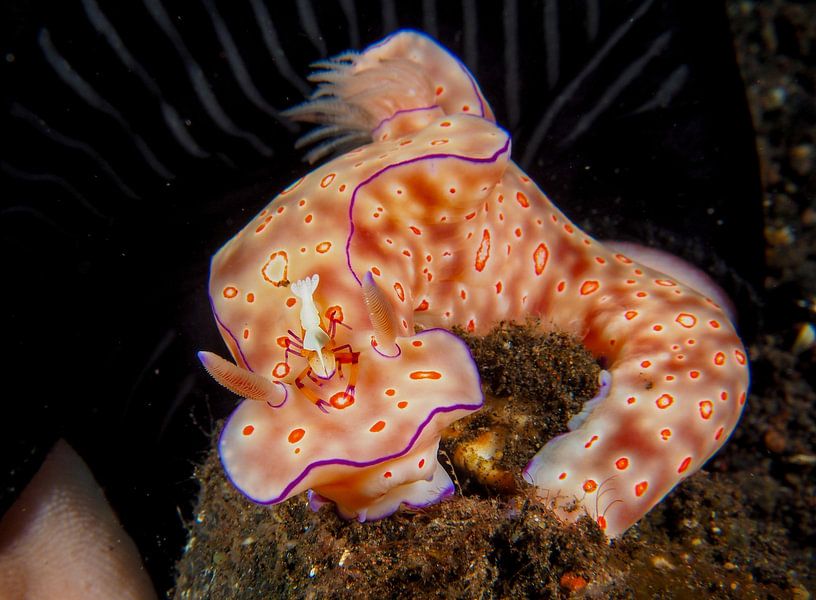 Nudibranch 1 by Rob van Ginkel