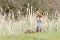 Vos in het hoge gras van Menno Schaefer thumbnail