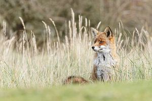 Fuchs im hohen Gras von Menno Schaefer