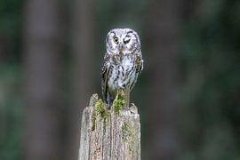 Zwinkernder Raufußkauz von Teresa Bauer