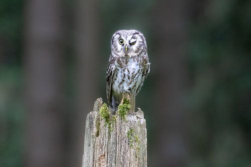 Winking Tengmalm's Owl