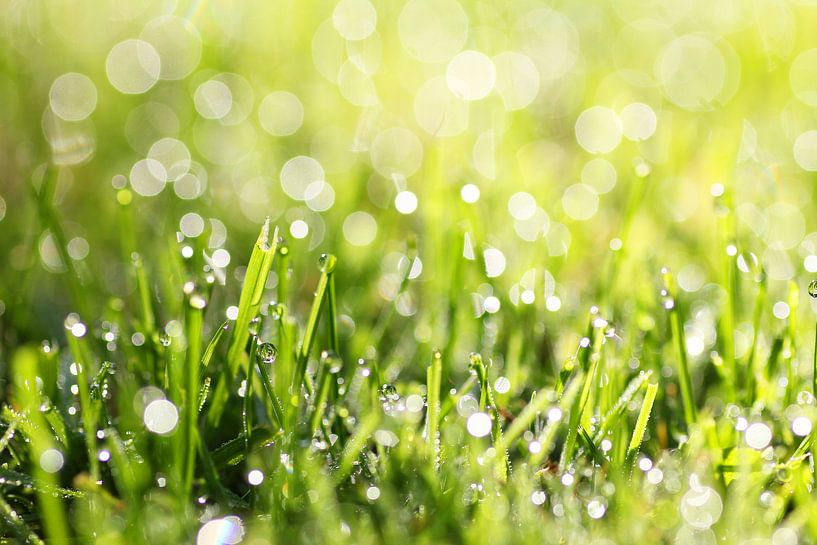 Glinsterende dauwdruppels in het gras van SusaZoom