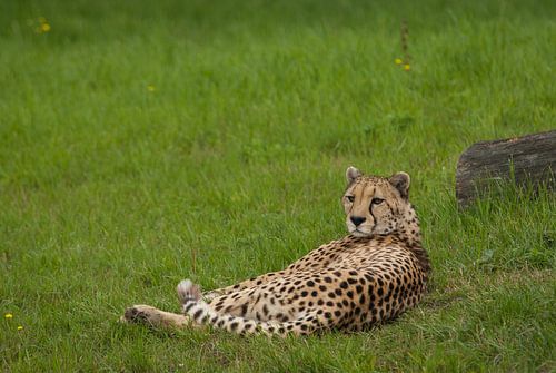 Luipaard relaxed en alert