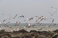 Opvliegende meeuwen aan het strand te Oostende