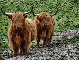 Schotse Hooglander van Tineke Visscher