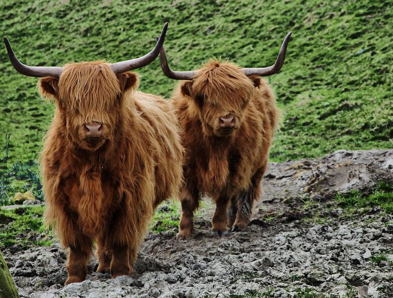Scottish Highlander by Tineke Visscher