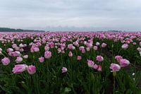 Roze tulpen