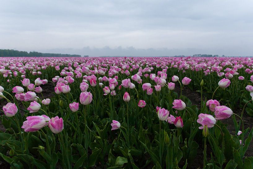 Roze tulpen van Dick Carlier