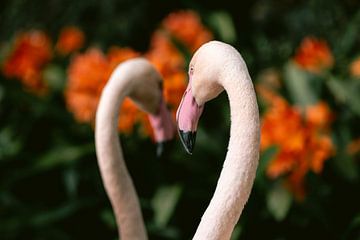 Flamingo mirror image by Marika Huisman fotografie