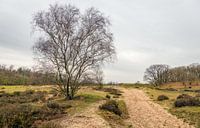Niederländisches Naturschutzgebiet Loonse en Drunense Duinen von Ruud Morijn Miniaturansicht