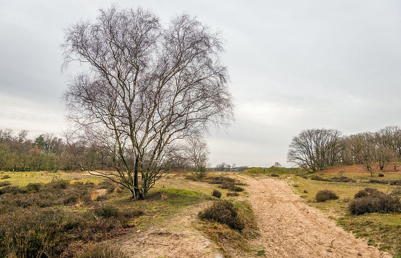 Niederländisches Naturschutzgebiet Loonse en Drunense Duinen von Ruud Morijn