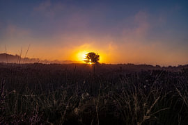 La lande de Drentse au lever du soleil