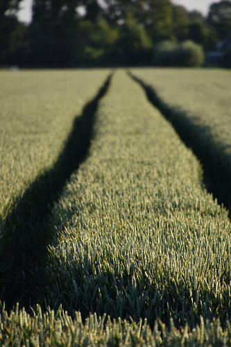 Sporen in een graanveld