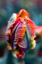 Rainbow tulip by Carlijn Oostermeijer